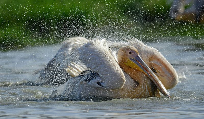 Great white pelican shore of Lake Natron, Tanzania safari