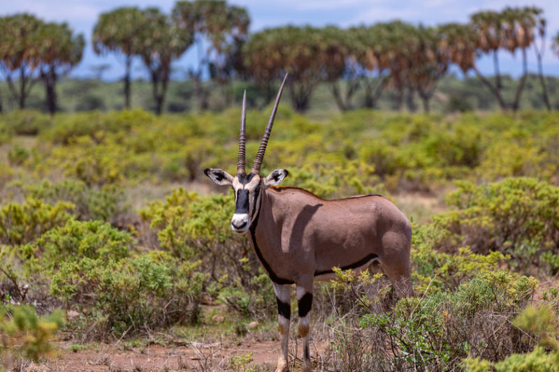 East African oryx, or Beisa oryx, standing with douma palms in background, safari