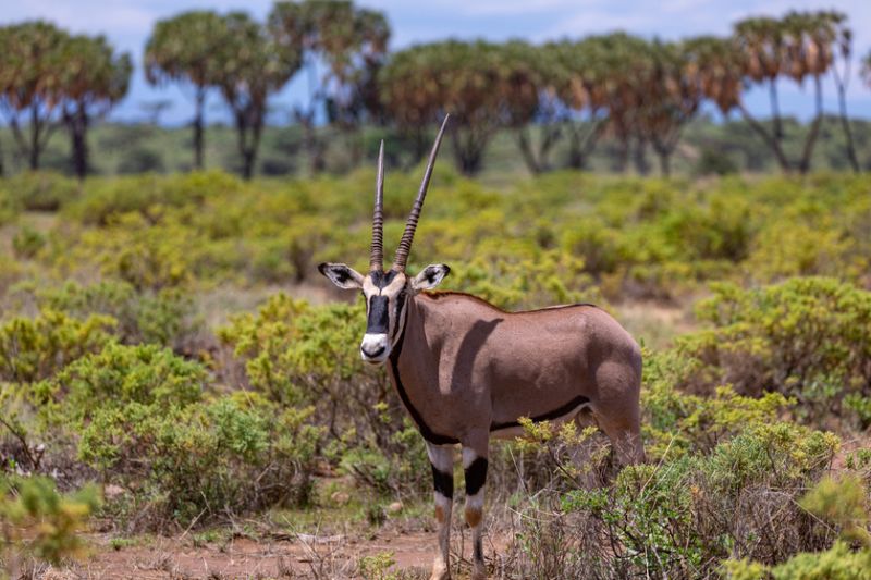 East African oryx, or Beisa oryx, standing with douma palms in background, safari