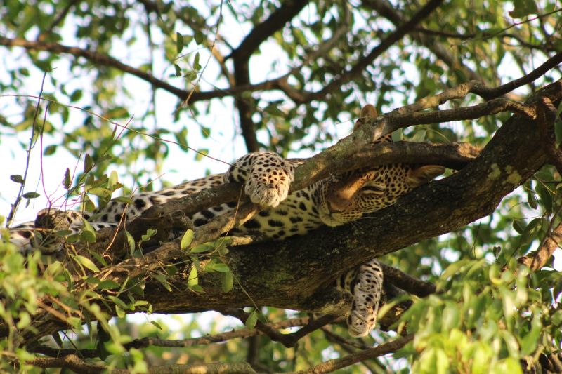 Seraina sleeping leopard in tree in Murchison Falls NP Uganda