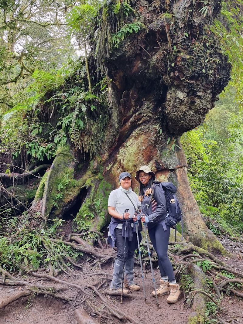 Kilimanjaro forest â enormous tree trunk and climbers