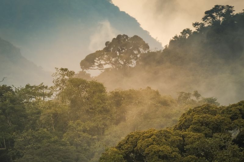 Misty morning view over canopy walkway of Nyungwe Forest, Rwanda