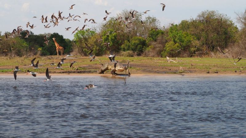 Giraffe and Nile croc, Murchison Falls National Park, view from boat