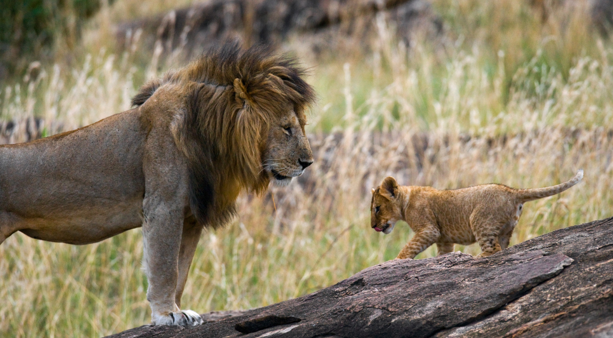Lion with a cub 