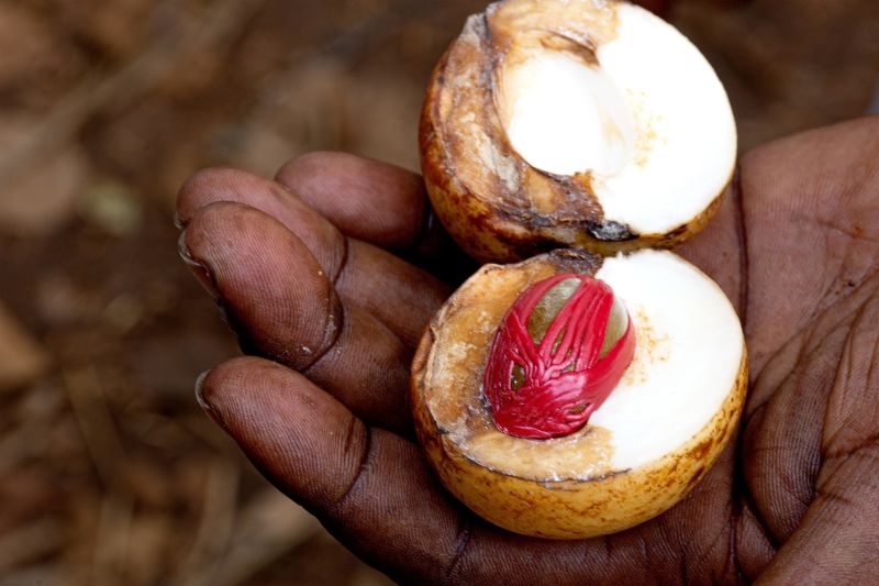 Open nutmeg pod held in a hand, Zanzibar