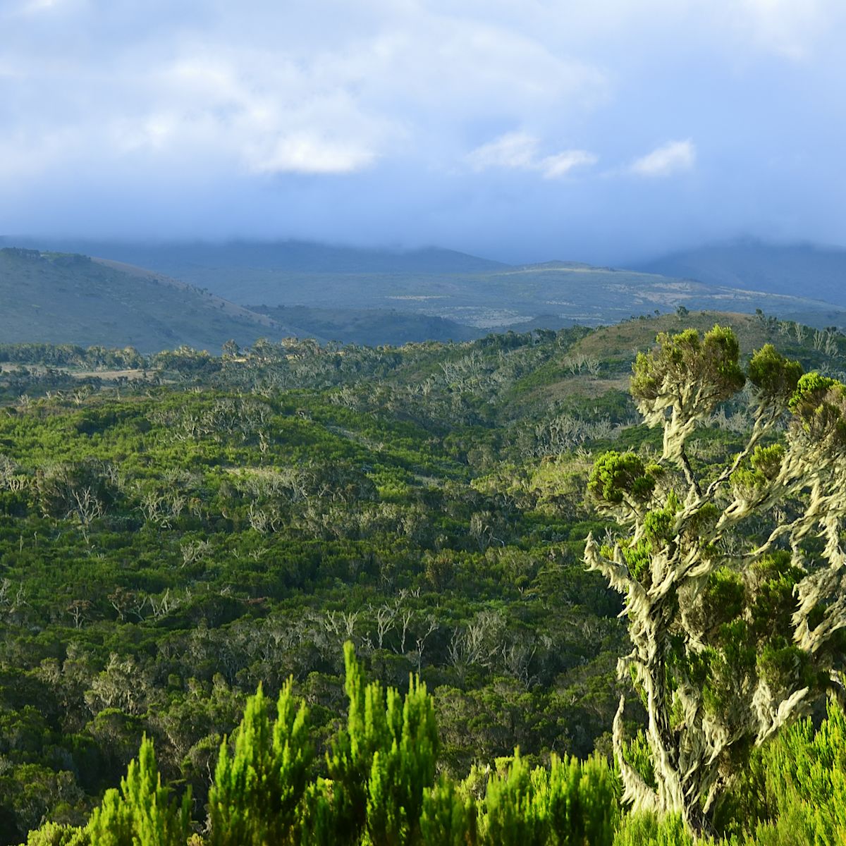 Maundi Crater, Mt Kilimanjaro, Tanzania