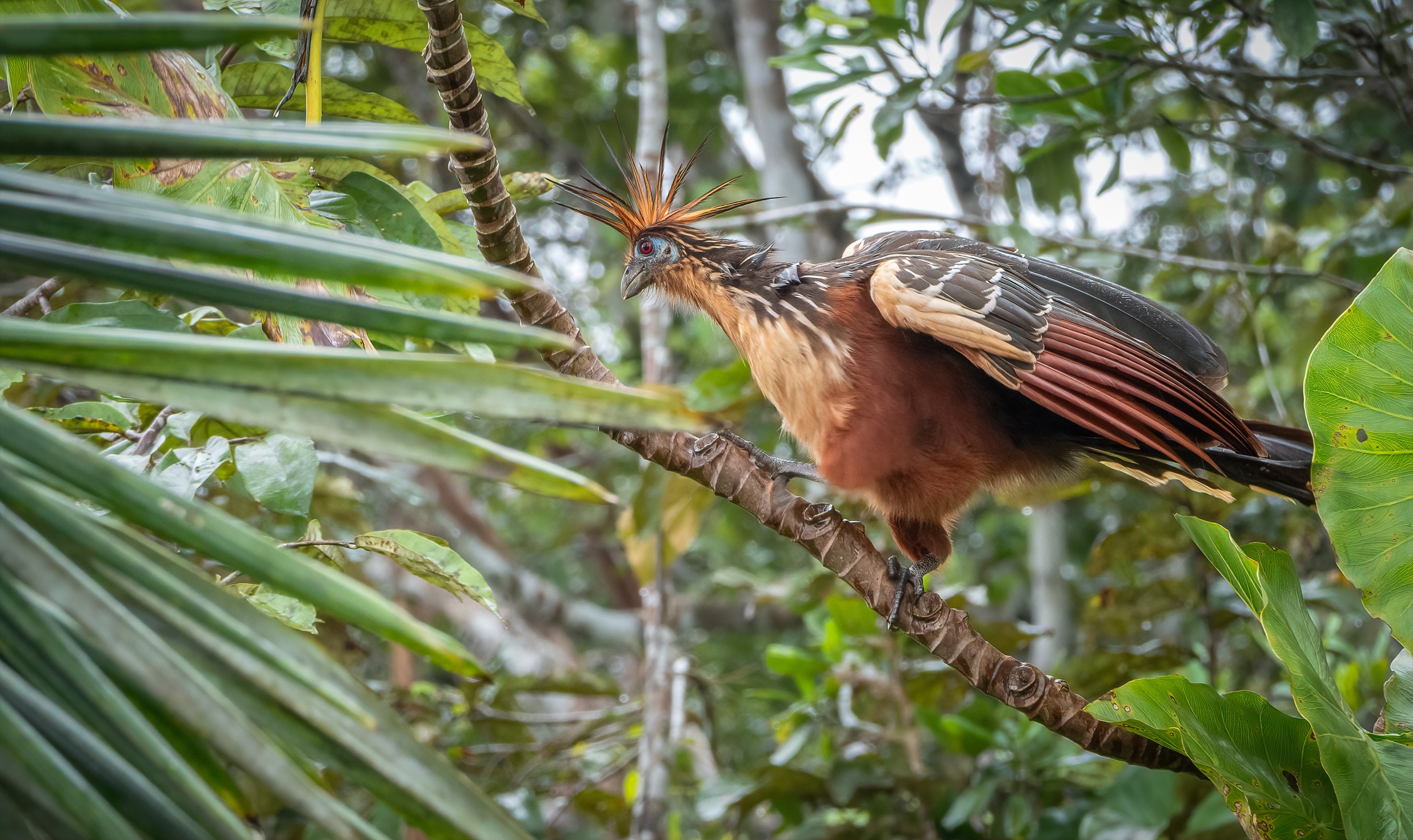 A Hoatzin bird`Stinky Turkey` perched in a tree in the rainforest jungle in South America