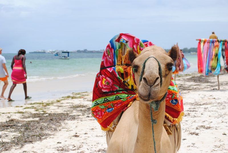 Camel facing camera with couple holding hands and walking along beach in Kenya in background