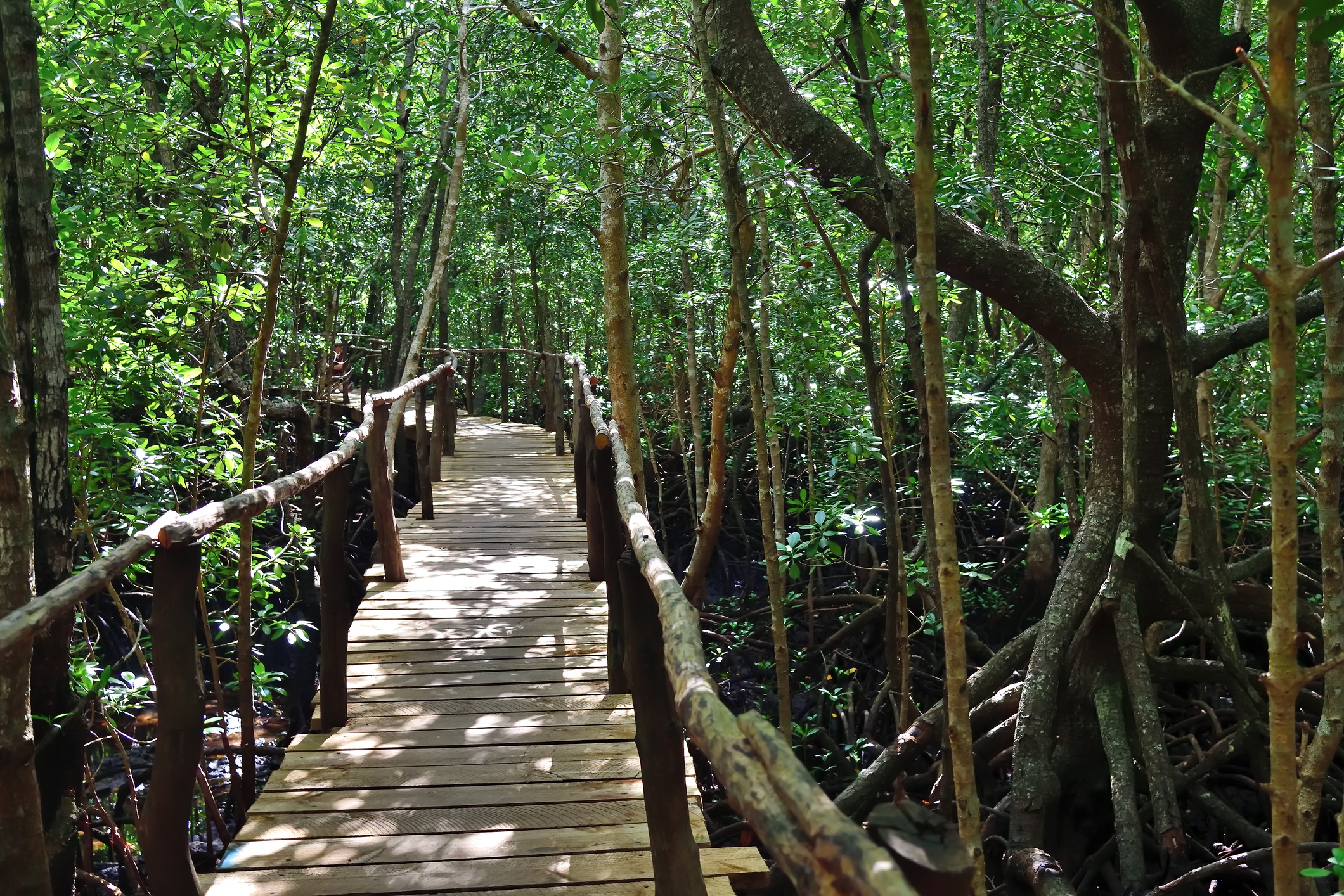 Boardwalk through mangrove of Jozani Forest, Zanzibar