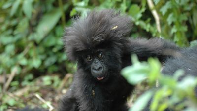 Close up of infant gorilla in Rwanda's Volcanoes National Park