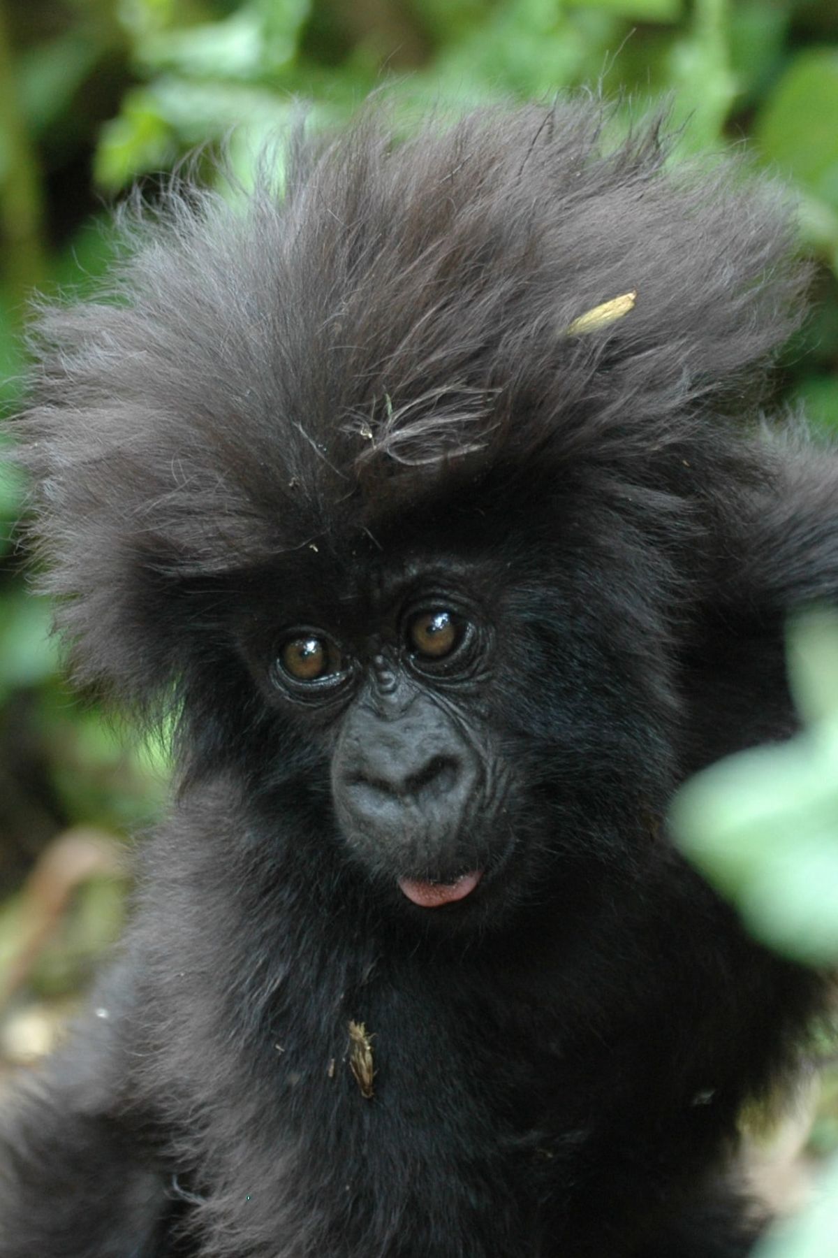 Close up of infant gorilla in Rwanda's Volcanoes National Park