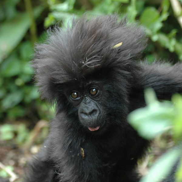 Close up of infant gorilla in Rwanda's Volcanoes National Park