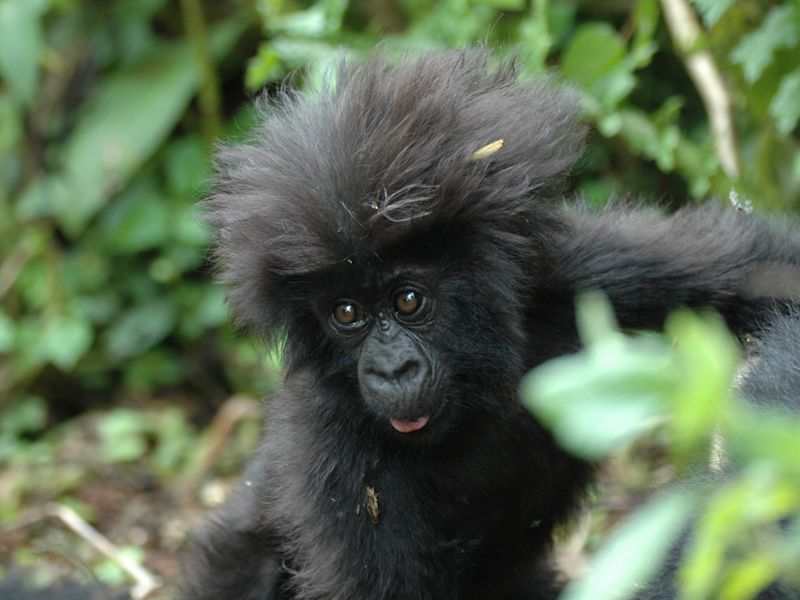 Close up of infant gorilla in Rwanda's Volcanoes National Park