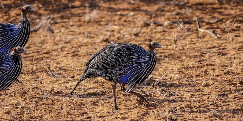 Vulterine guinea fowls walking across barren earth