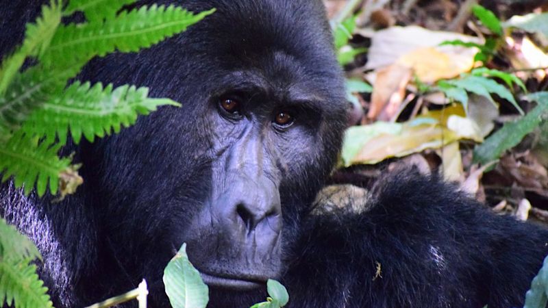 Close up of a mountain gorilla among the leaves, gorilla trekking Rwanda vs Uganda