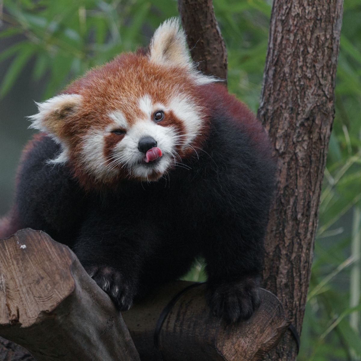 Funny expression, red panda in a tree, Bhutan