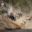 Ours. Wildebeests are crossing Mara river. Great Migration