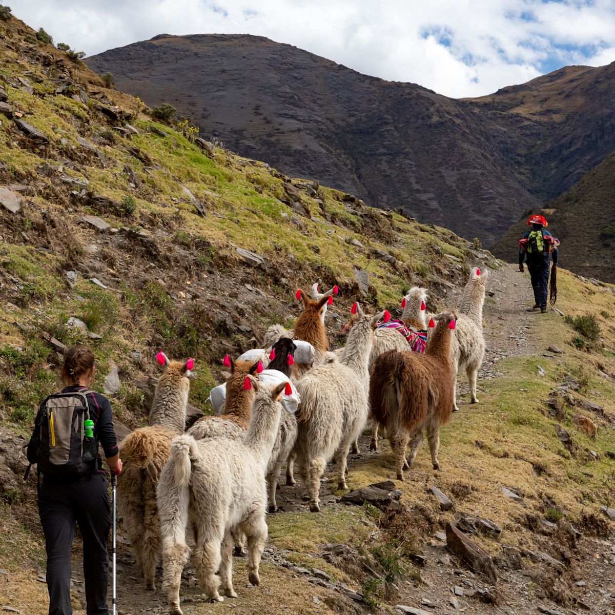Trekkers and llamas on Lares trek, Peru