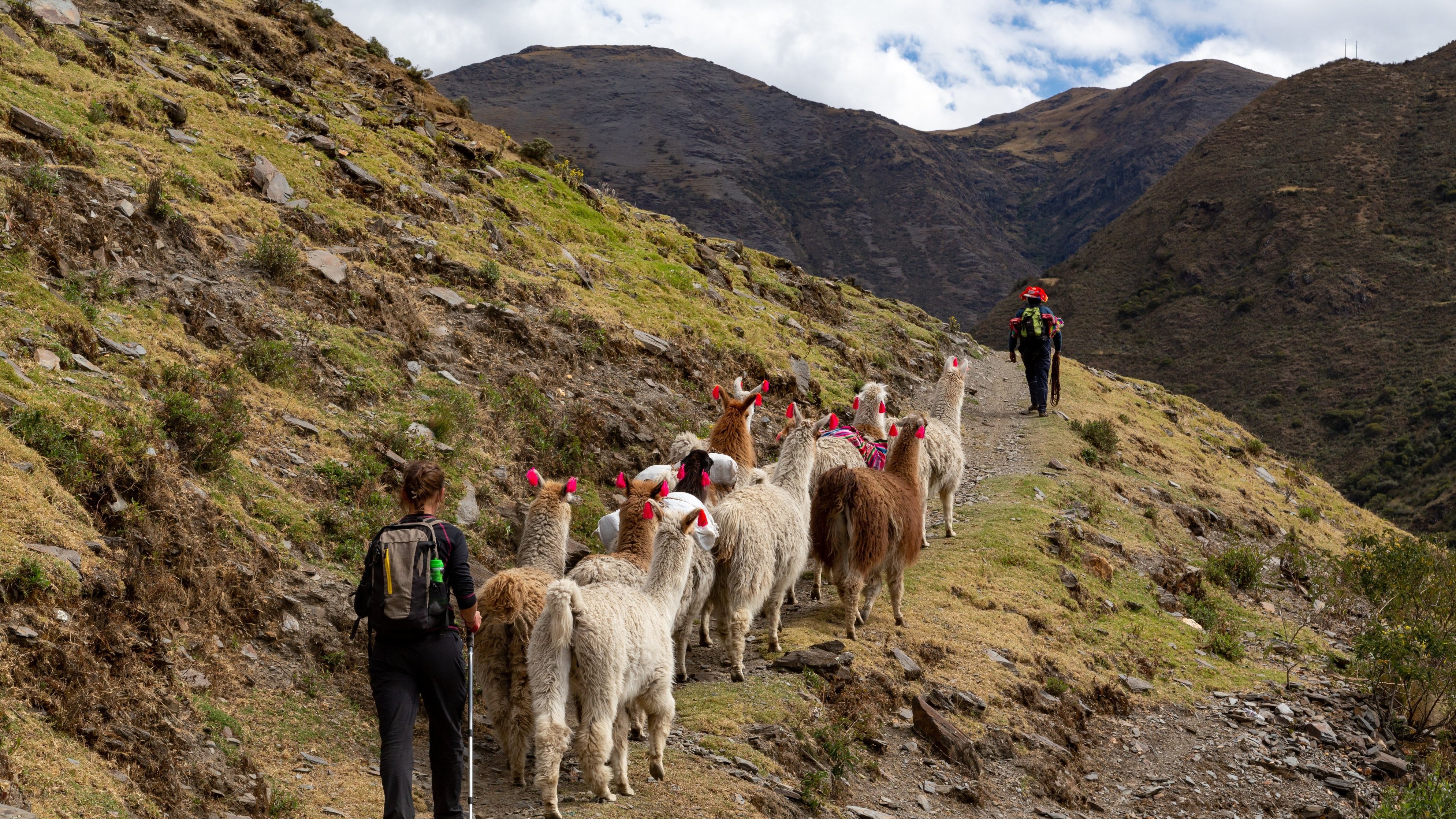 Trekkers and llamas on Lares trek, Peru