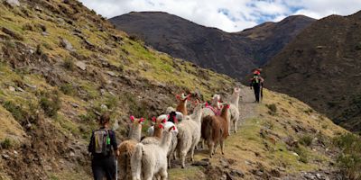 Trekkers and llamas on Lares trek, Peru