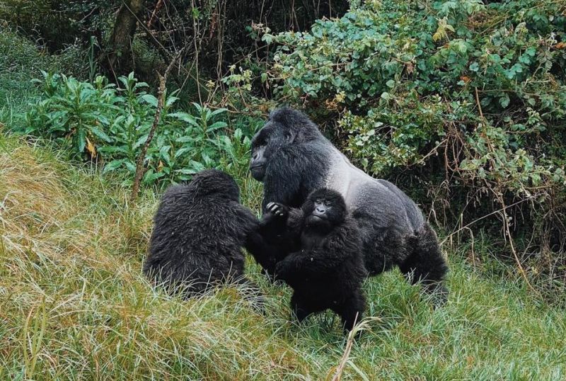 Silverback gorilla and two young gorillas in Bwindi
