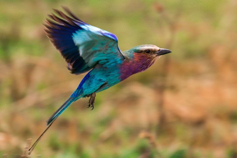lilac-breasted-roller-in-flight