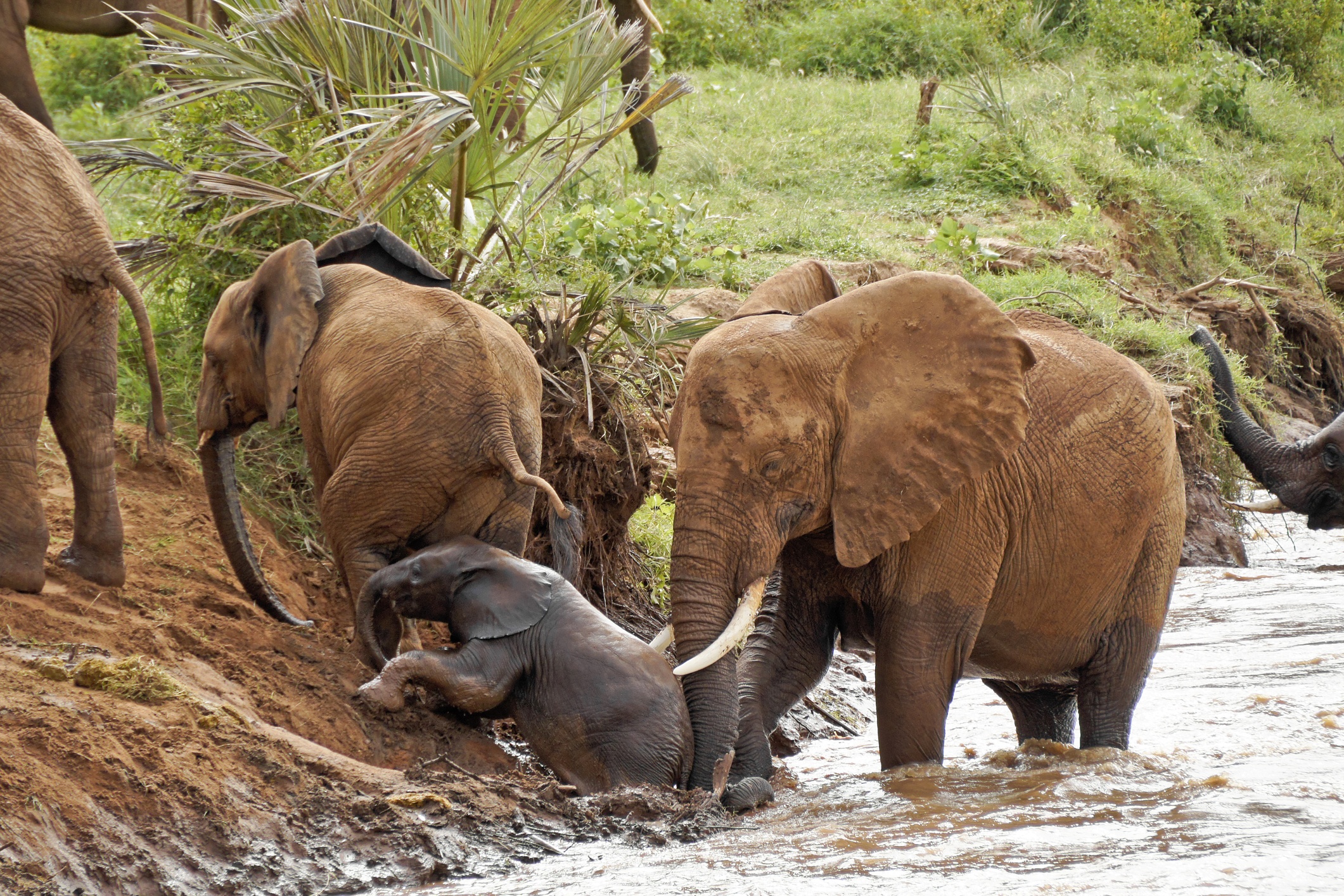 Elephants with calf climbing out of river, Kenya safari