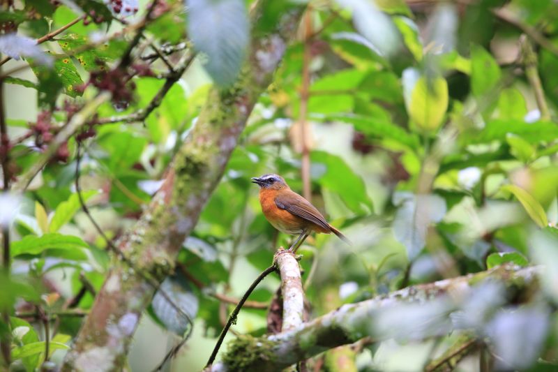 Archer's ground robin (Dessonornis archeri) or Archer's robin-chat, Nyungwe Forest, Rwanda