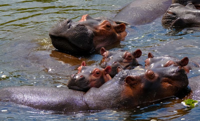 Bloat of hippos in Murchison Falls NP