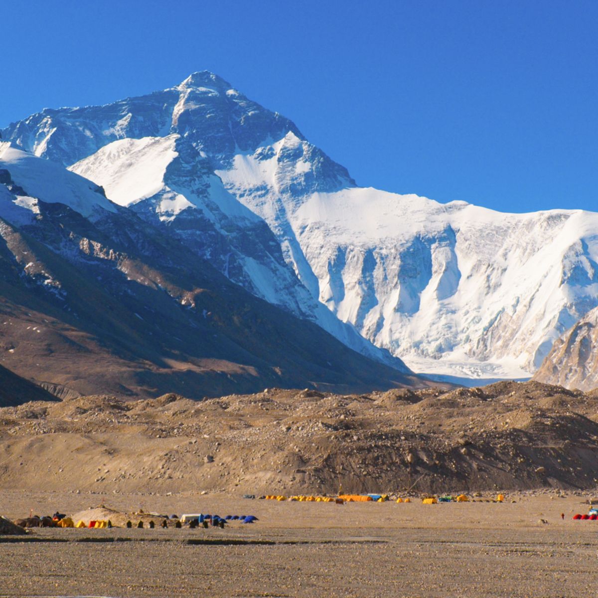 Ours. Tibet Everest Base Camp 
