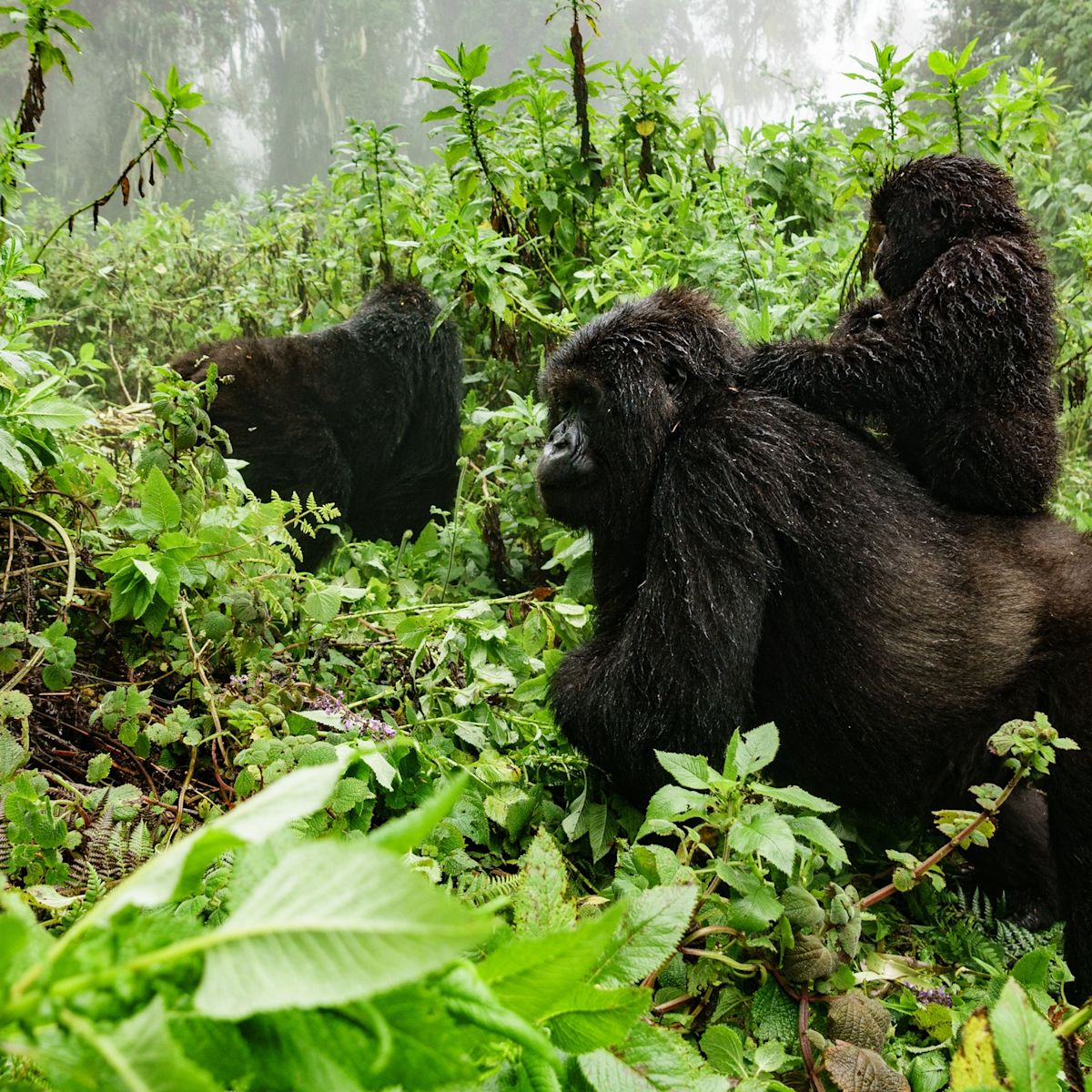 Gorilla troop
