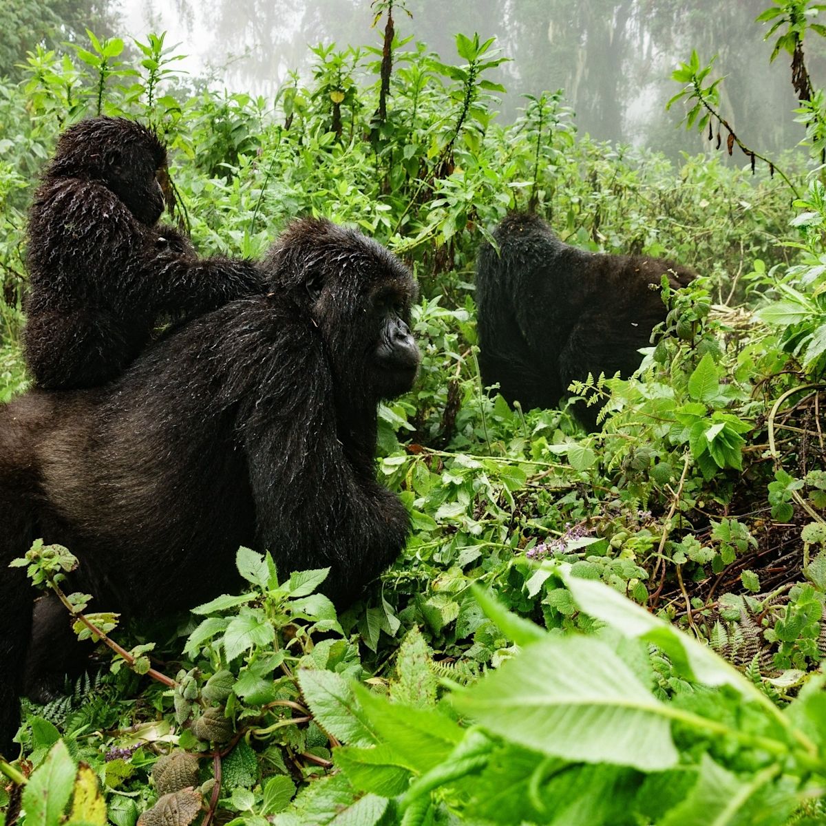 Gorilla troop