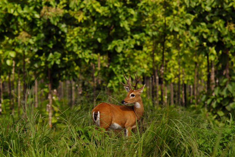 A marsh deer standing in marsh grasses with trees behind