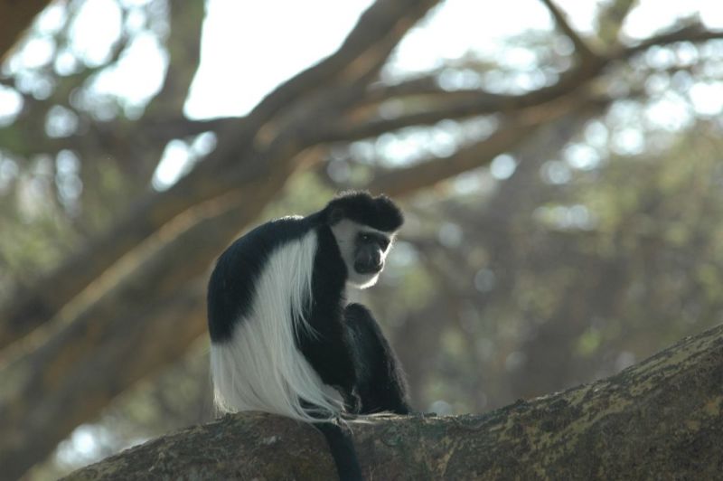 Colobus monkey, animals on  Kilimanjaro