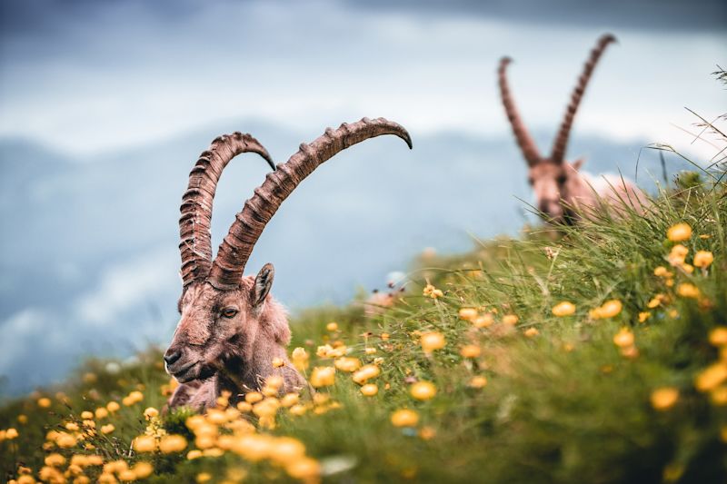 Alpine ibexes