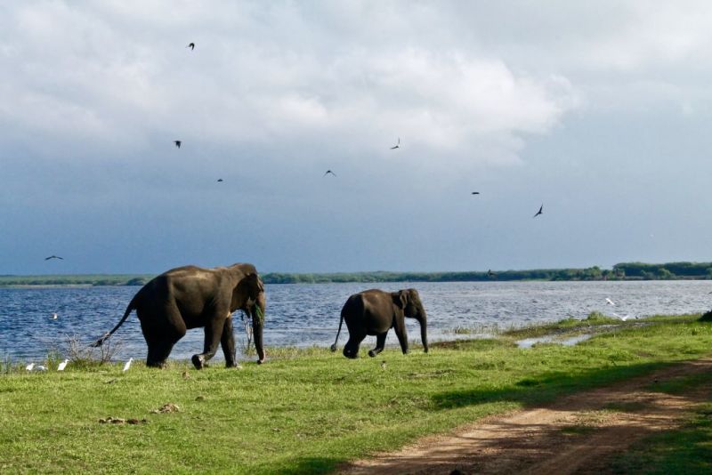 Elephants-in-Tissamaharama-Sri-Lanka-1024x683.jpeg