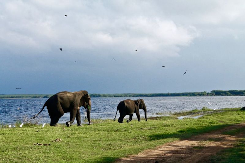 Elephants-in-Tissamaharama-Sri-Lanka-1024x683.jpeg