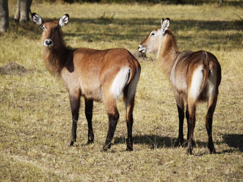 Two defassa waterbuck, antelopes, Lake Mburo National Park " Top 20 things to do in Uganda