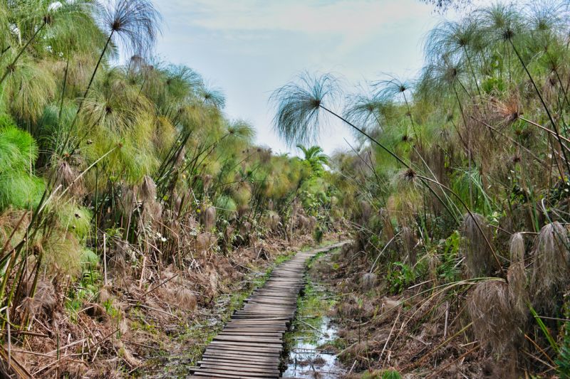 Papyrus wetland and wooden walkway in Kibale Forest, Uganda