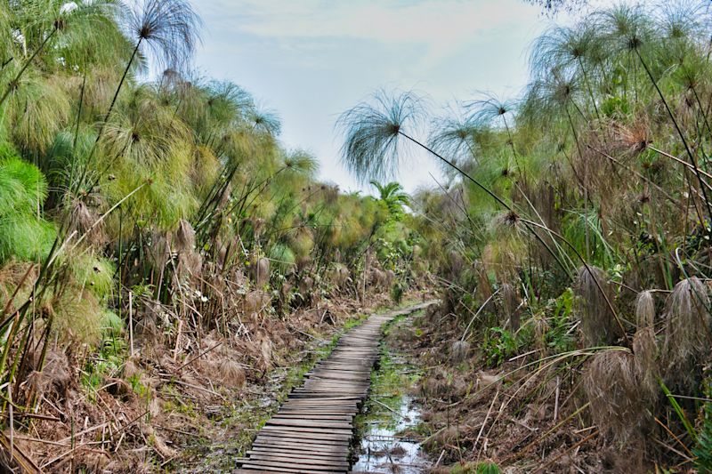 Papyrus wetland and wooden walkway in Kibale Forest, Uganda