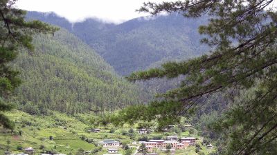 Bhutan farming village hillside everygreen tree