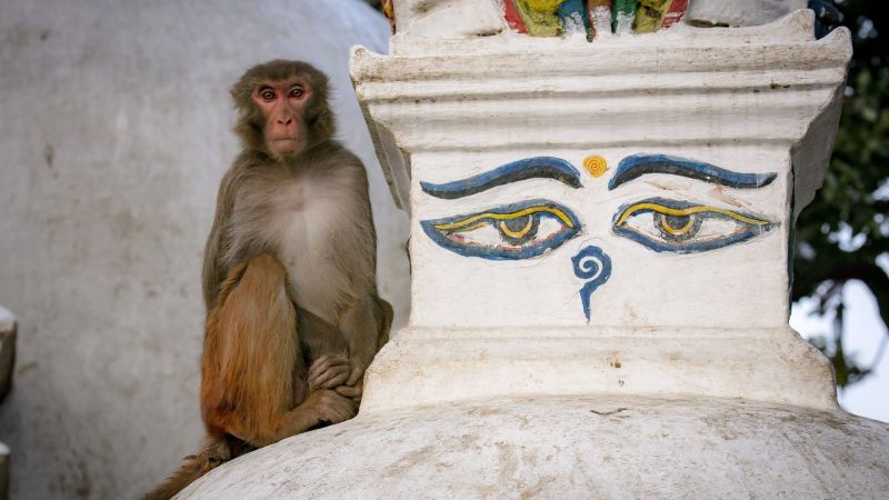 Monkey on stupa in Kathmandu
