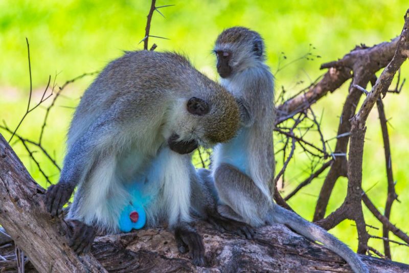 two vervet monkeys in a tree in Tarangire National Park