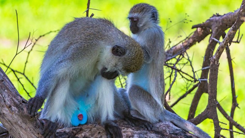 two vervet monkeys in a tree in Tarangire National Park