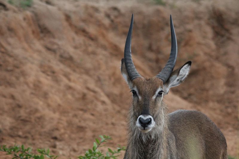 Closeup of a male waterbuck in Uganda