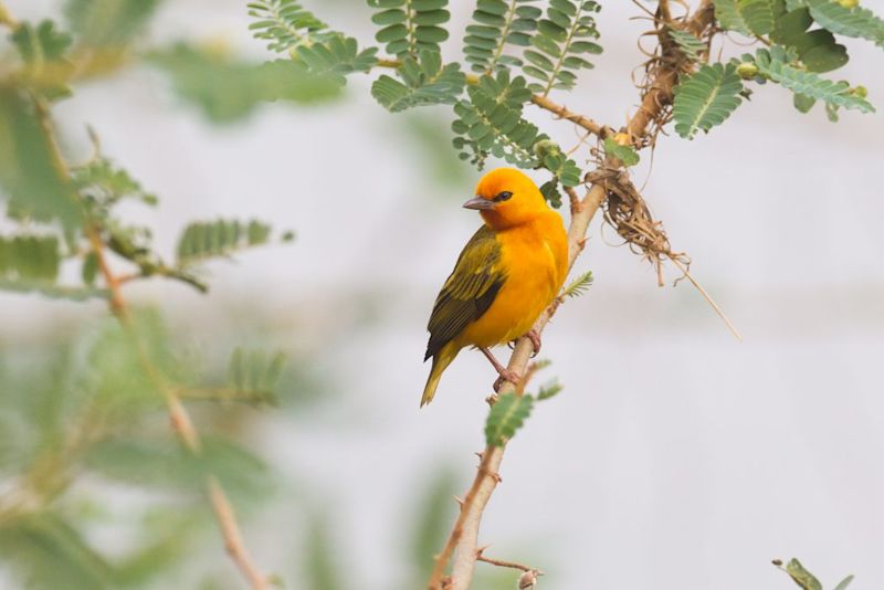 orange weaver, Uganda wildlife in pictures