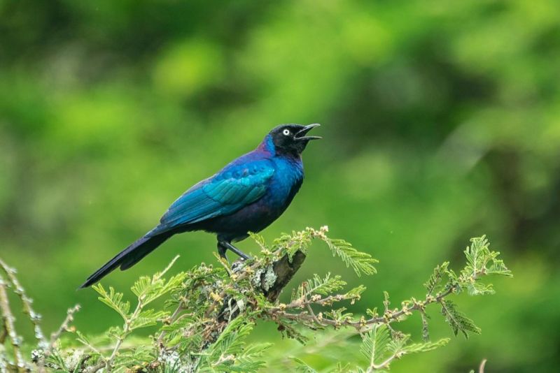 Rüppell's long-tailed starling Uganda wildlife in pictures