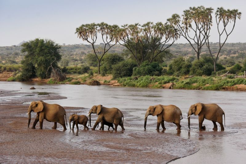 Elephants crossing the Ewaso (Uaso) Nyiro River, Samburu National Reserve, Kenya