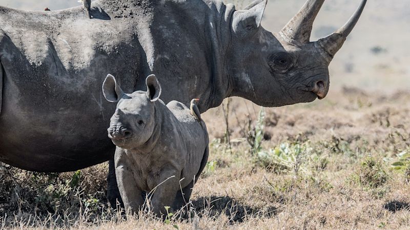 Black rhino and calf standing in grassland in Kenya