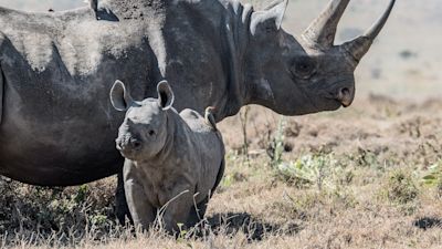 Black rhino and calf standing in grassland in Kenya